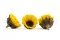 Tournesol stabilis&eacute; (x6) 3
