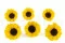 Preserved Sunflower (x6) 6