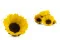 Girasole stabilizzato (x6) 10