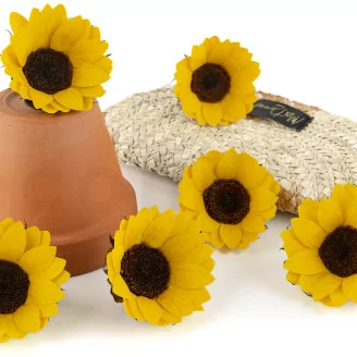 Tournesol stabilis&eacute; (x6)