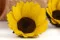 Konservierte Sonnenblume (x6) 2
