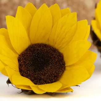 Girasole stabilizzato (x6)