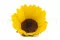 Preserved Sunflower (x6) 11