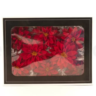 Dalia stabilizzata Rosso (x8)