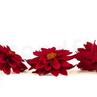 Dalia preservada Rojo (x8)