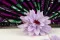 Preserved Dahlia Lavender (x8) 2