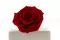 Rosa stabilizzata XXL Rosso 2