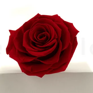 Rose stabilis&eacute;e XXL Rouge