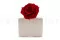 Rosa stabilizzata XXL Rosso 5