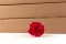 Rose stabilis&eacute;e XL Rouge - Vrac (x432) 8