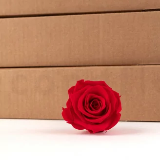 Rose stabilis&eacute;e XL Rouge - Vrac (x432)