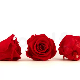 Rose stabilis&eacute;e XL Rouge - Vrac (x432)