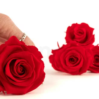 Rose stabilis&eacute;e XL Rouge - Vrac (x432)