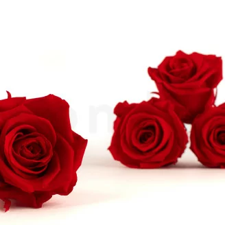 Rosa stabilizzata XL Rosso - Grande formato (x378)