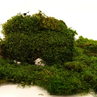 Preserved Flat Moss (Bulk Box)