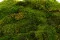 Preserved Flat Moss (Bulk Box) 1
