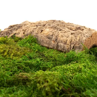 Preserved Flat Moss (Bulk Box)