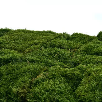 Preserved Long Moss (Bulk Box)