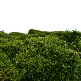 Preserved Long Moss (Bulk Box)
