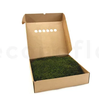 Konservierte Langes Moos (Box)