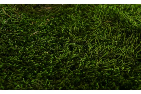 Preserved Long Moss (Box)