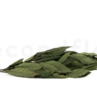 Preserved Chestnut Tree