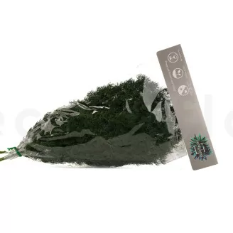 Preserved Ming Fern Green