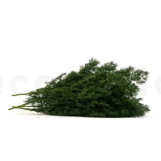 Ming Fern stabilis&eacute; Vert