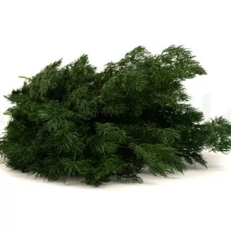 Ming Fern stabilis&eacute; Vert