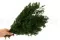 Ming Fern stabilis&eacute; Vert 5