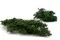 Preserved Ming Fern Green 7