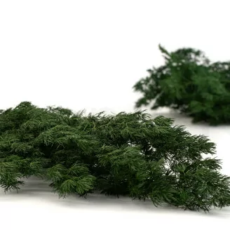 Ming Fern stabilis&eacute; Vert