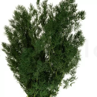 Preserved Ming Fern Green