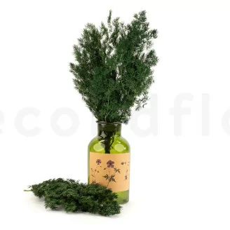 Preserved Ming Fern Green