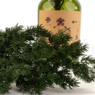 Ming Fern stabilis&eacute; Vert