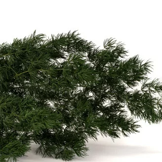 Preserved Ming Fern Green