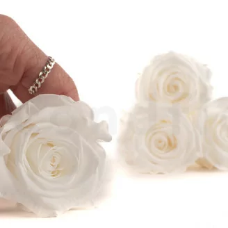 Rosa preservada XL Blanco - Granel (x432)