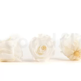Rosa stabilizzata XL Bianco - Grande formato (x432)