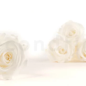 Rose stabilis&eacute;e XL Blanc - Vrac (x432)