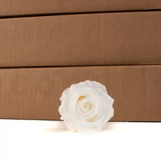 Rosa stabilizzata XL Bianco - Grande formato (x432)
