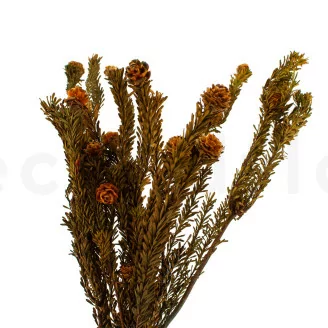 Preserved Tortum Female Autumnal