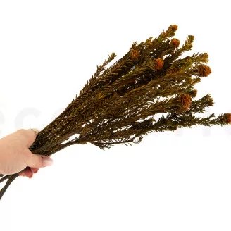 Tortum Femminile stabilizzato Autunno