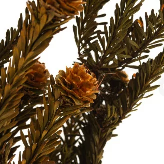 Preserved Tortum Female Autumnal