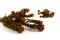 Preserved Tortum Female Autumnal 8