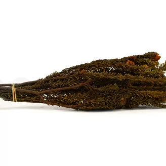 Tortum Femelle stabilis&eacute; Automnal