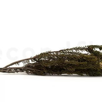 Tortum Femelle stabilis&eacute; Vert