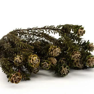 Preserved Tortum Female Green