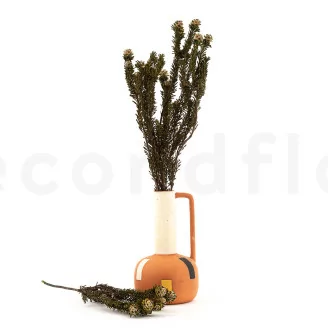 Tortum Femminile stabilizzato Verde