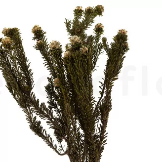 Tortum Femelle stabilis&eacute; Vert