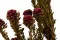 Tortum Femminile stabilizzato Bordeaux 5
